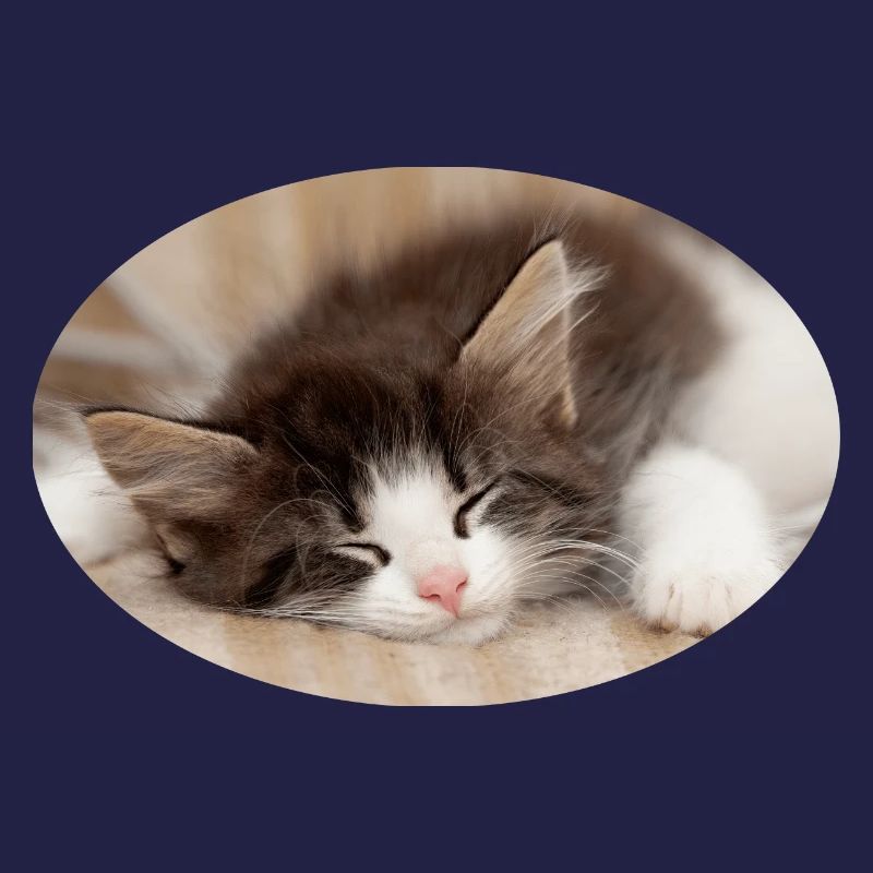 Sleeping cat