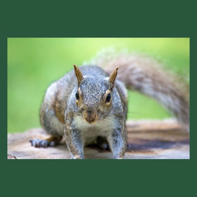 Grey squirrel Grauhörnchen Sciurus carolinensis