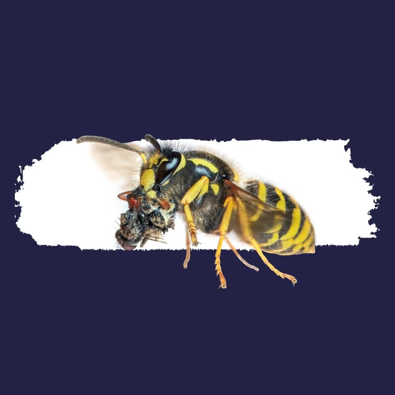Wasp during transport