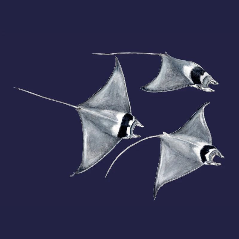 Manta ray - Raie blanket - rays devil fish blanket