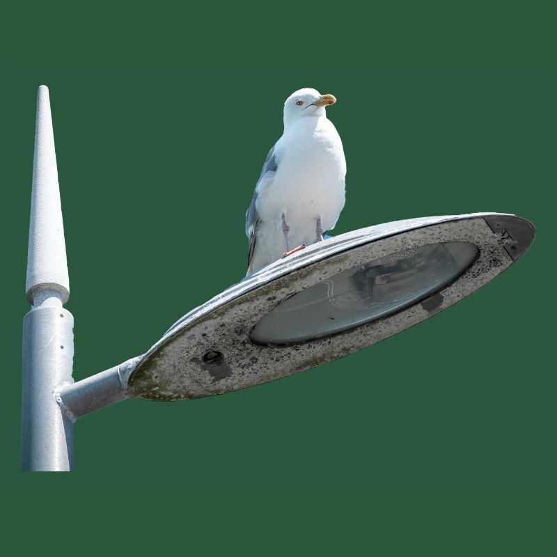 Seagull On A Lamp Post