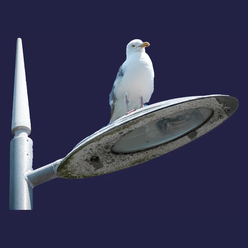 Seagull On A Lamp Post