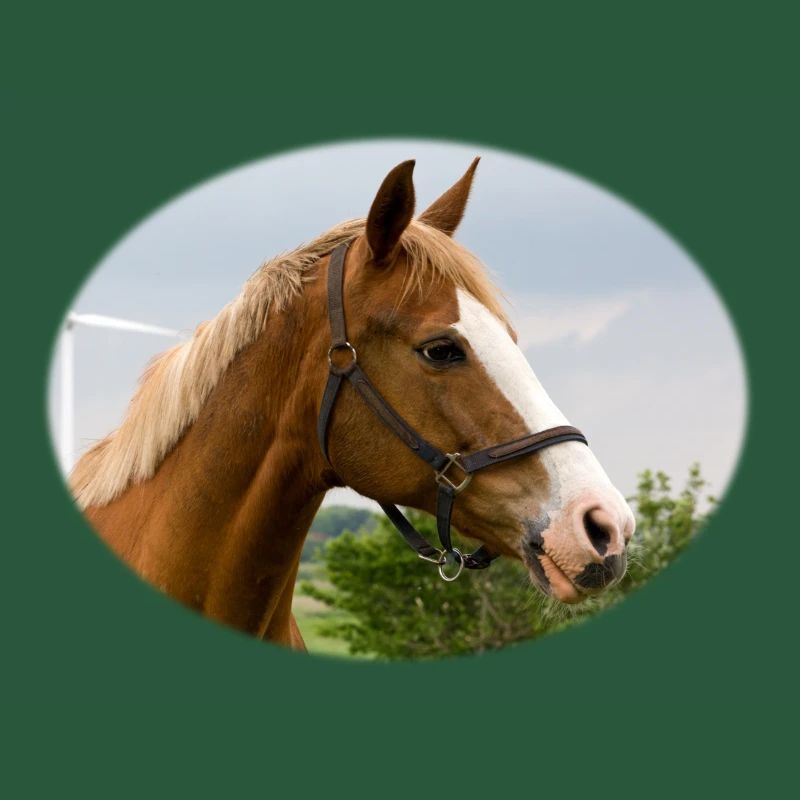Cheval. Cheval.