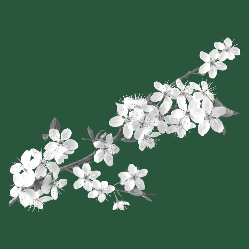 Belle sakura (blanc de perles)
