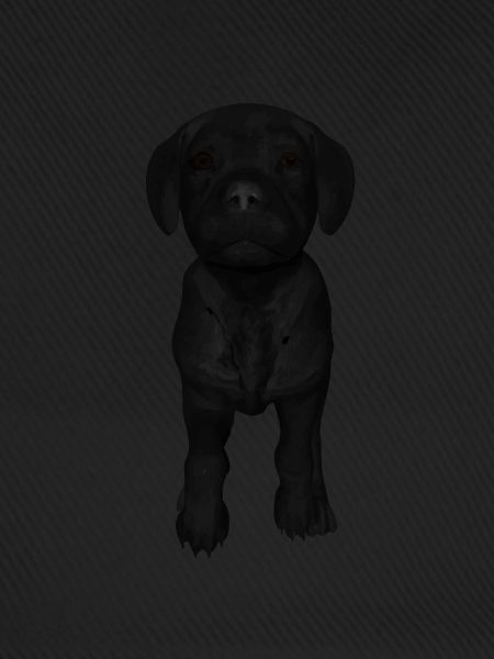 Labrador Welpen