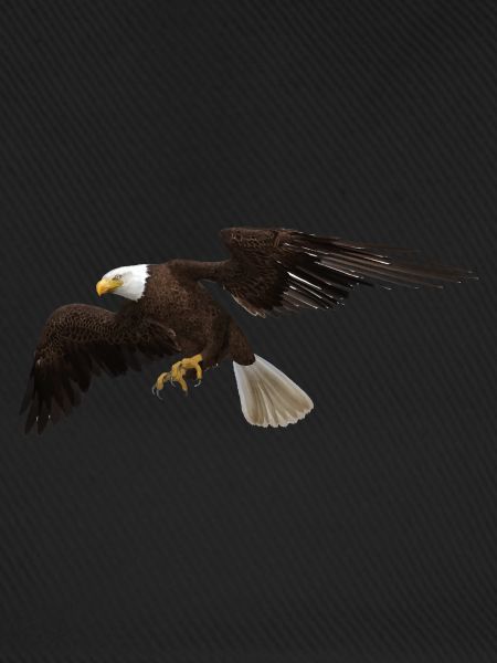 Adler