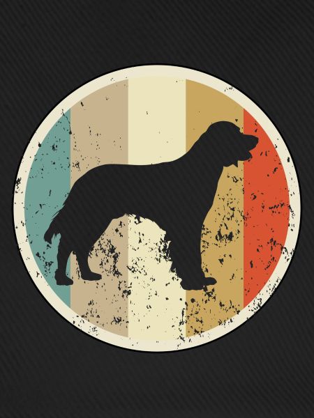 Deutsch Langhaar Jagdhund