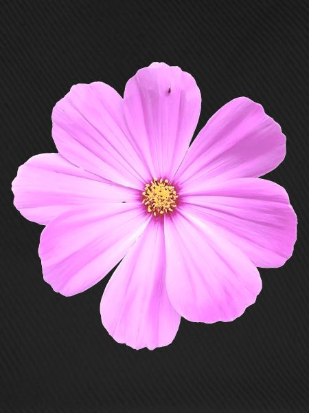Blume