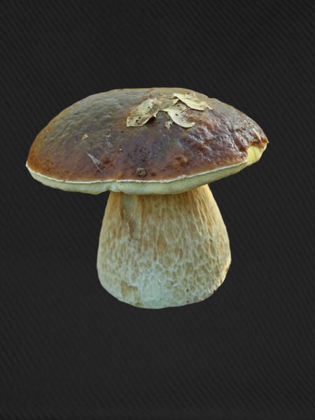 Steinpilz