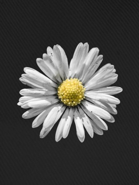 Gänseblümchen