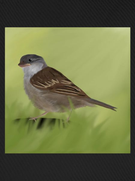 Spatz
