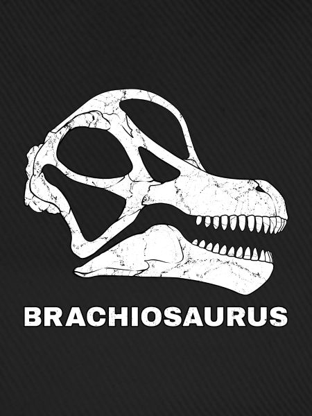 Brachiosaurus Fossil Kopf