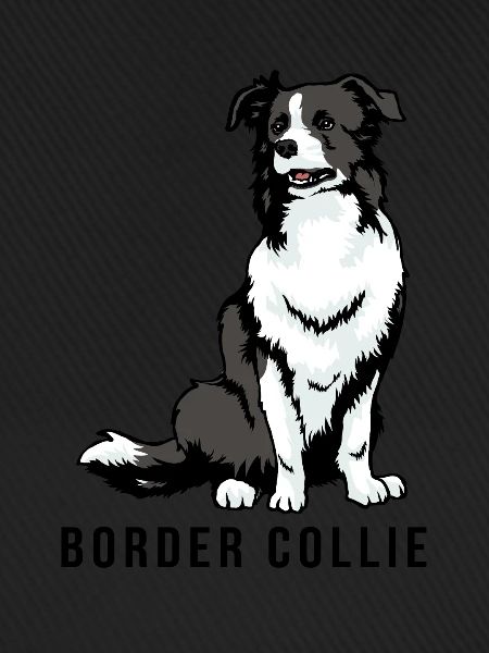 Border Collie