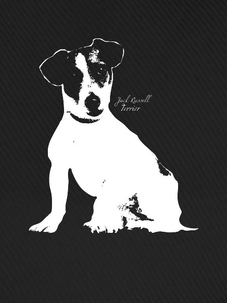 Jack Russell Terrier
