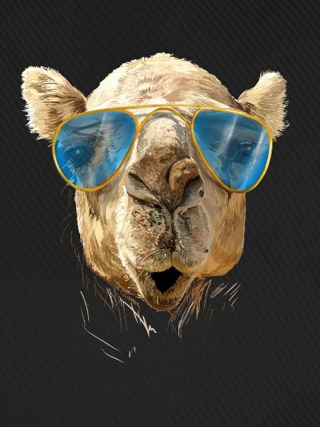 Kamel mit Sonnenbrille