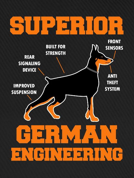 dobermann