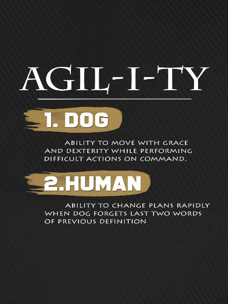 Agility Hundetraining