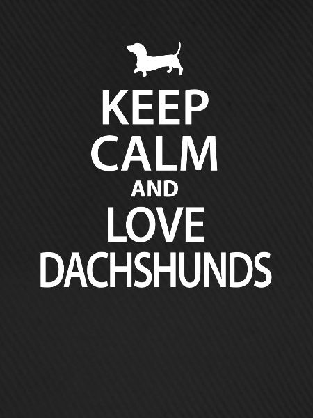 Dackel Dachshund
