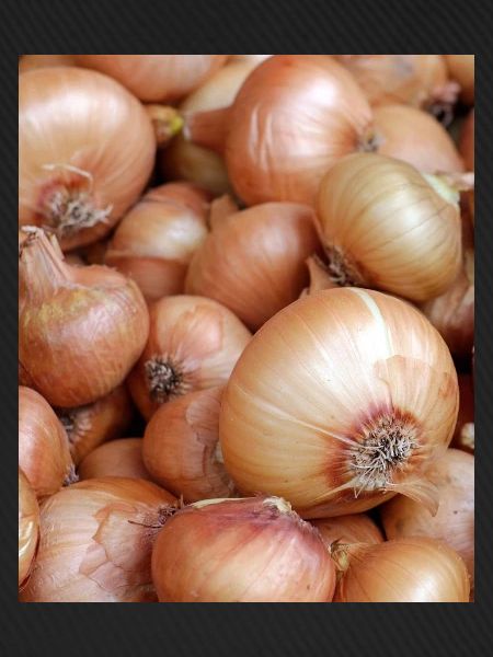 Lustig Zwiebel Gemüse Foto Geschenk
