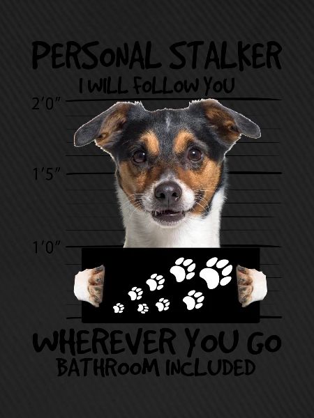 Jack Russel
