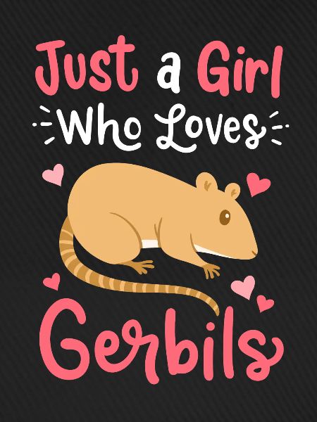 Rennmaus Gerbil