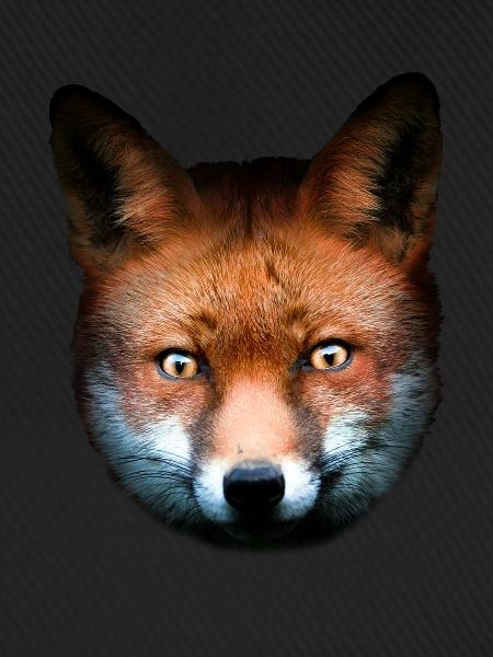 Fuchs Rotfuchs Tierisch Tiermotiv Kinder