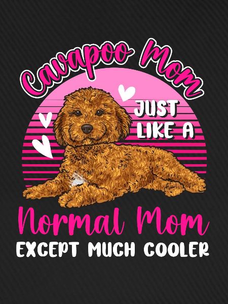 Cavapoo Cavoodle Capoodle Hund