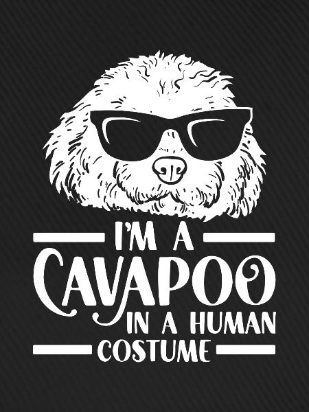 Cavapoo Cavoodle Capoodle Hund
