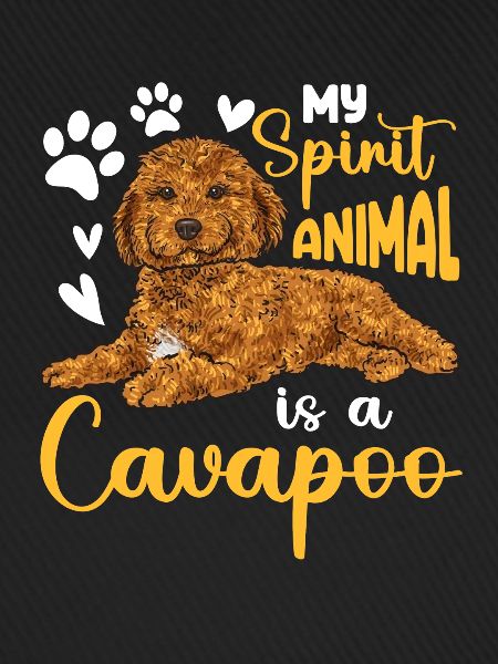 Cavapoo Cavoodle Capoodle Hund