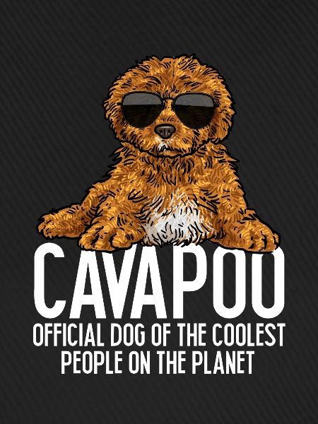 Cavapoo Cavoodle Capoodle Hund
