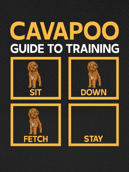 Cavapoo Cavoodle Capoodle Hund