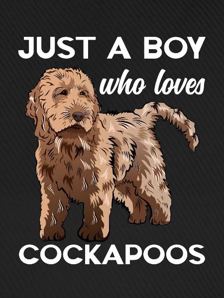 Cockapoo Hund