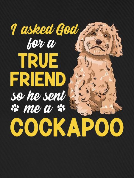 Cockapoo Hund