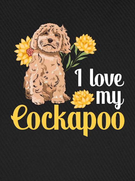 Cockapoo Hund
