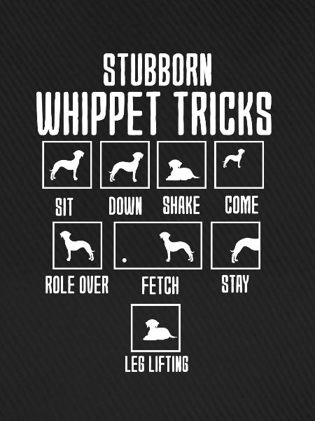 Whippet