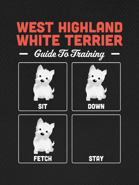 West highland terrier