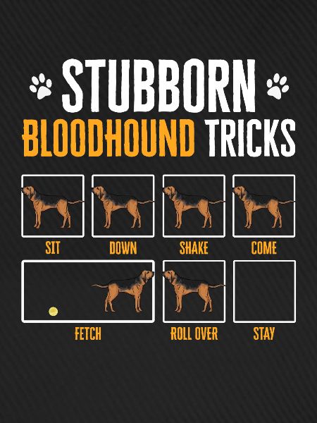 Bloodhound Hund Bluthund