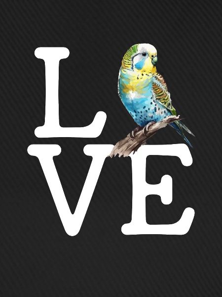 budgerigar parakeet, Budgie