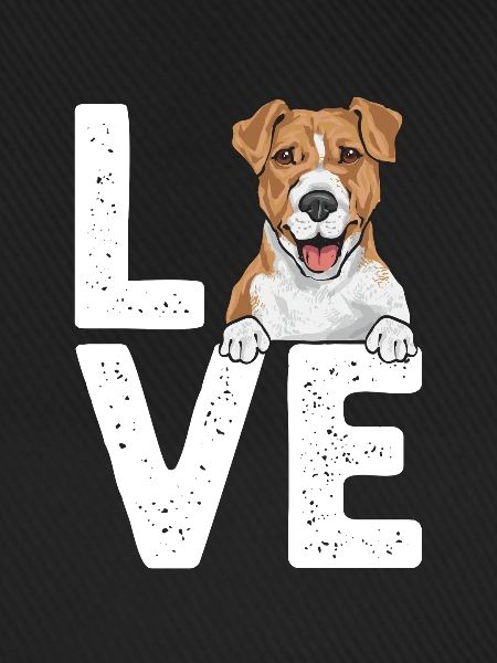 Jack Russell Terrier