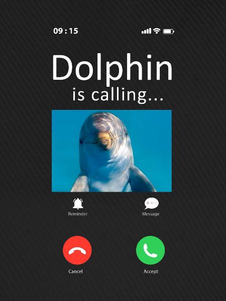 Dolphin Phone Display Dolphin Is