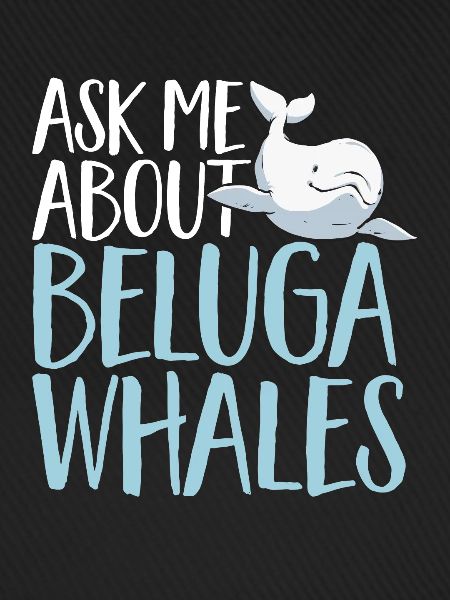 Weißwal Beluga Wal