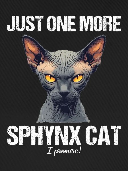 Sphynx Kätzchen Sphynx Katze