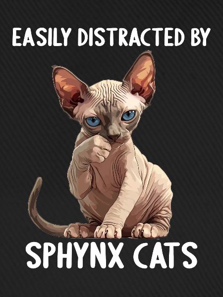 Sphynx Kätzchen Sphynx Katze