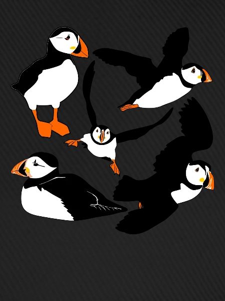 Puffin Flying Puffins