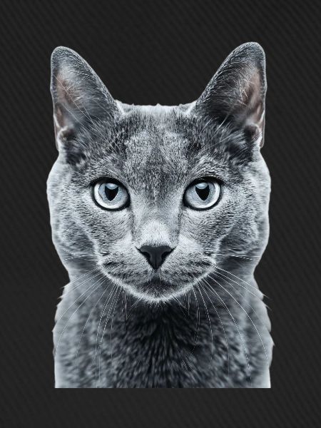 Russian Blue