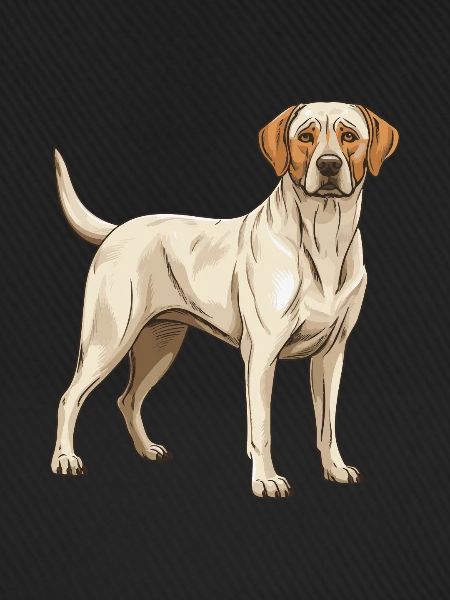 Labrador Hund Tier