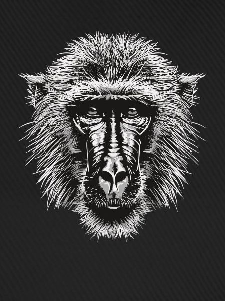 Baboon Paviane Pavian