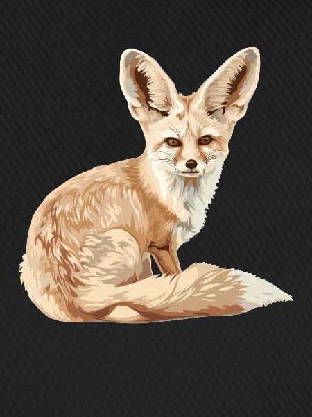 Fennec Fox Fenneks Fennek