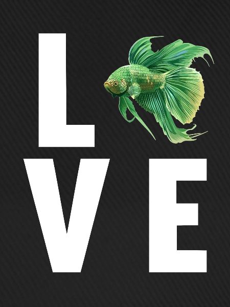 Bettas Betta Fisch Betta