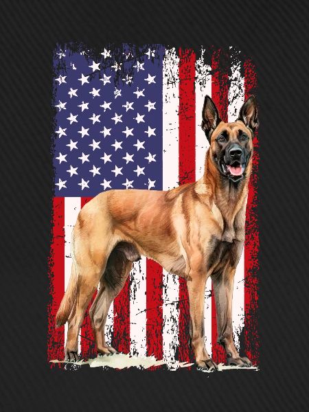 Belgian Malinois